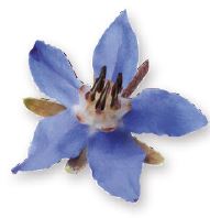 Borretschblüte